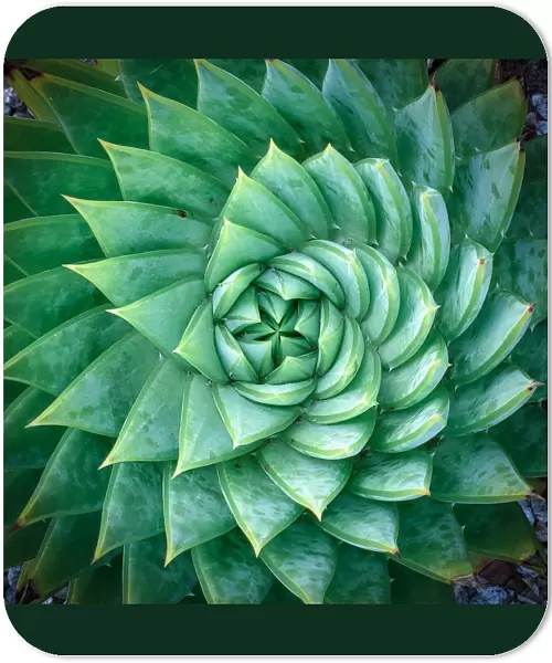Aloe polyphylla, Spiral Aloe