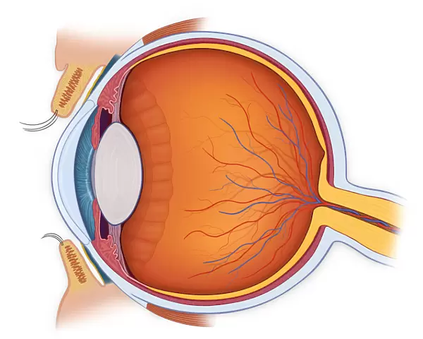 Normal anatomy of the eye in cross section