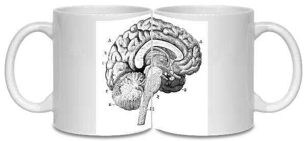 Antique medical scientific illustration high-resolution: brain