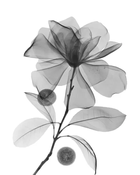 Magnolia flower and acai berries, X-ray