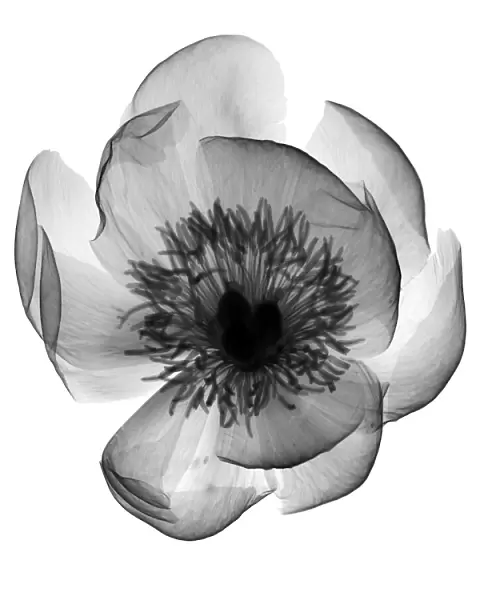 Peony (Paeonia sp. ), X-ray