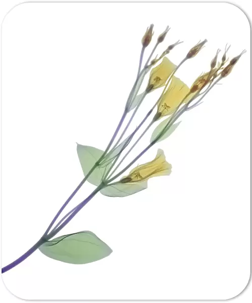 Branch with multiple yellow flowers and buds, X-ray
