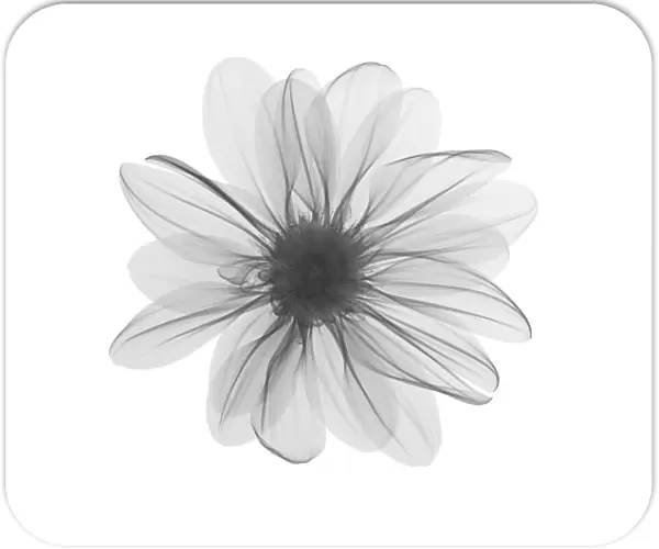 Michaelmas daisy (Aster amellus) flower head, X-ray