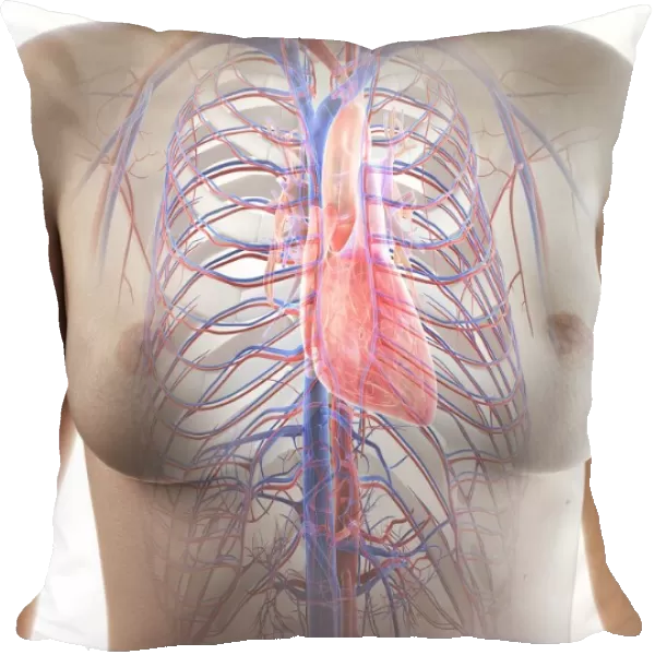 Female heart anatomy, illustration