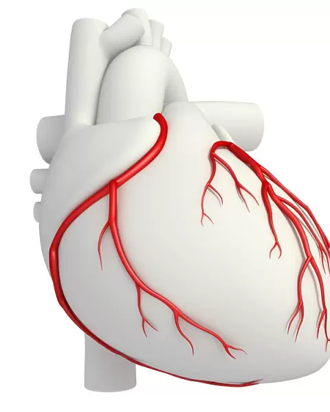 Coronary arteries, illustration