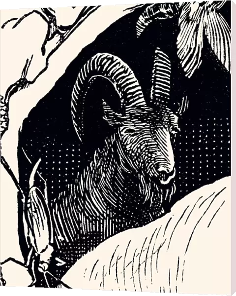 Drawing of a Goat