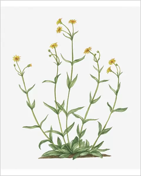 Illustration of Arnica montana (Leopards Bane) bearing yellow flowers on tall stems