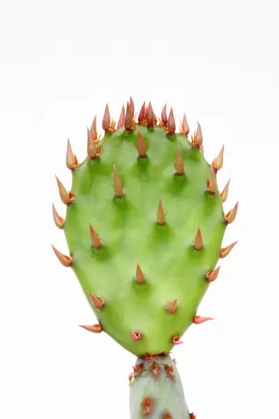 New segment on cactus