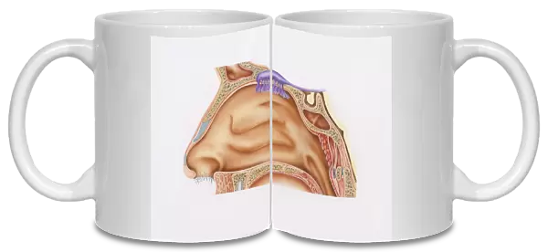 Cross-section illustration of nasal cavity, nasal epithelium, and smell receptors (Olfaction)