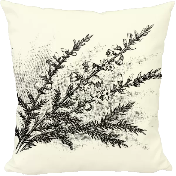 Calluna vulgaris, common heather, ling, Botanical art print