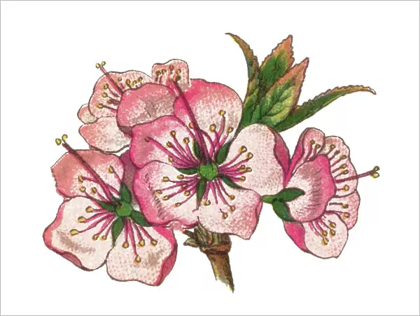 Old chromolithograph illustration of japanese bush cherry, Oriental bush cherry, or Korean bush cherry (Prunus japonica or Cerasus japonica)