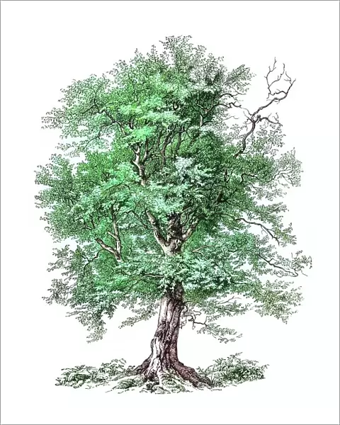 Old engraved illustration of European or common hornbeam (Carpinus betulus)