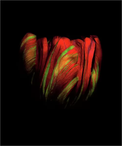 Tulip Flowers Abstract