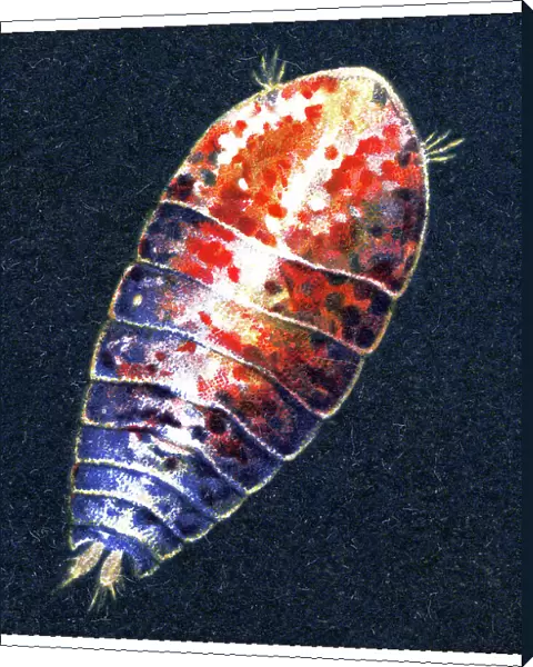 Old chromolithograph illustration of Crustaceans - Sapphirina ovatolanceolata