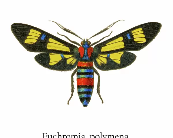 Old chromolithograph illustration of Euchromia polymena butterfly