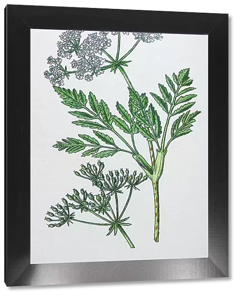 Antique botany illustration: Hemlock, Conium maculatum