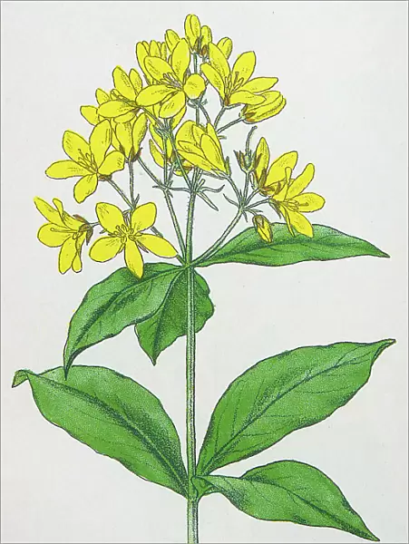 Antique botany illustration: Yellow Loosestrife, Lysimachia vulgaris