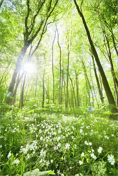 Idyllic forest and wild flower meadow in springtime against sun