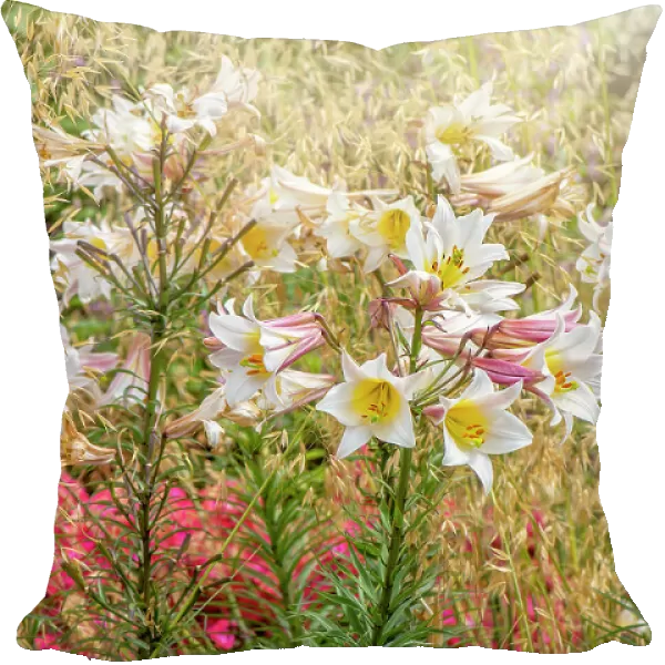 Beautiful white, summer flowers of Lilium Regale and soft Stipa ornamental grasses