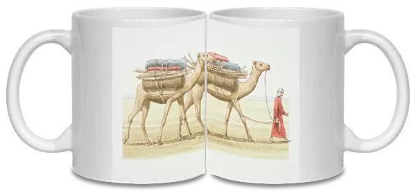 Camelus dromedarius, two Dromedaries with load on their backs being led by a man in arab dress across the desert, side view