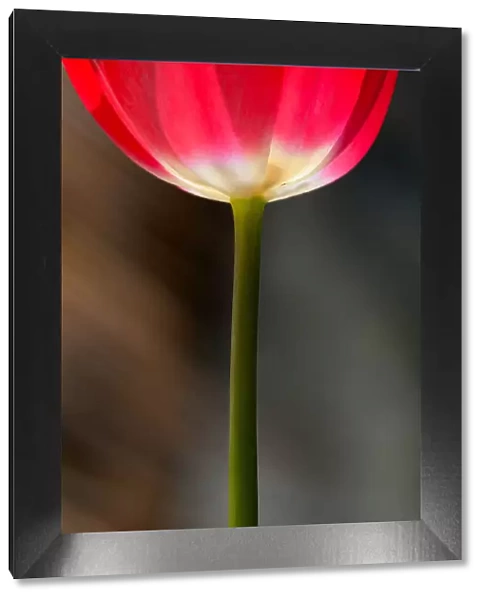 The tulip. This photograph represents a garden tulip that looks like a glass of red wine