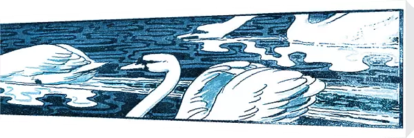 White swan swimming in lake art nouveau 1896