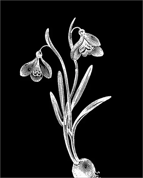 Old engraved illustration of the snowdrop or common snowdrop (Galanthus nivalis)