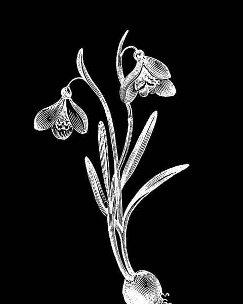 Old engraved illustration of the snowdrop or common snowdrop (Galanthus nivalis)