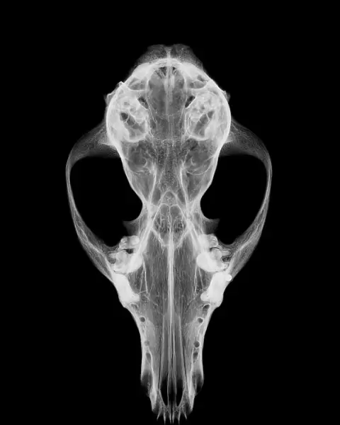 Fox skull, X-ray