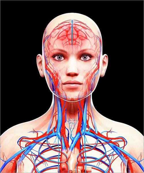 Female cardiovascular system, computer artwork