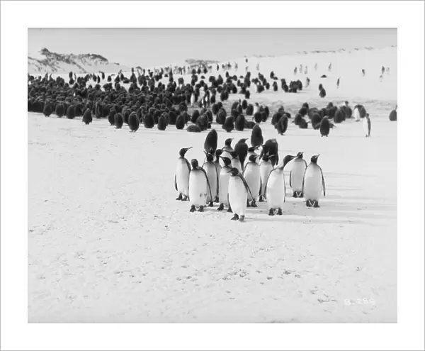 King Penguins, Bay of Isles, Antarctica