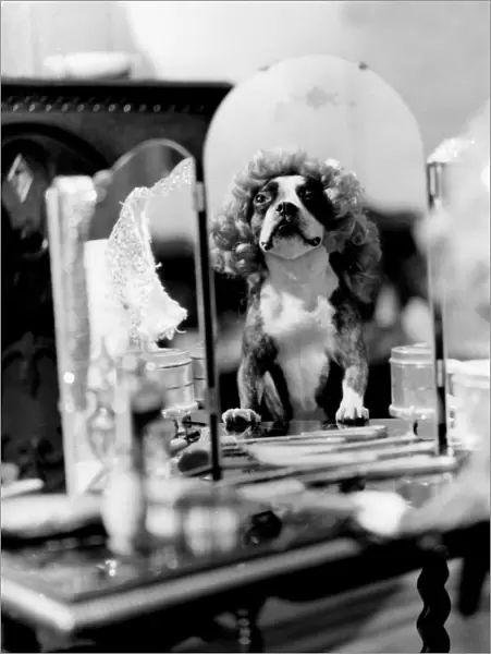 Dog doing tricks - dressed up in wig in front of mirror