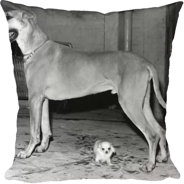 Great Dane & Chihuahua, the largest and smallest breeds at Crufts 10th February