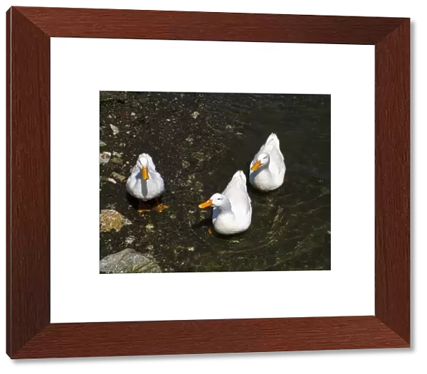 Three white ducks at waters edge. Selimiye, on the southern coast of Anatolia, Turkey