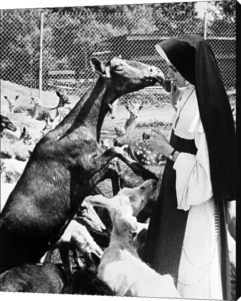 Sister Mary Anne appears just a triple nervous as one deer becomes excited about lunch