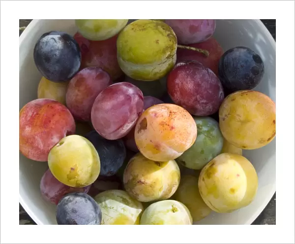 Wonderful variety of freshly picked plums from garden trees. credit: Marie-Louise