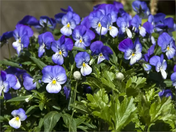 Small pansies in container pot credit: Marie-Louise Avery  /  thePictureKitchen  /  TopFoto