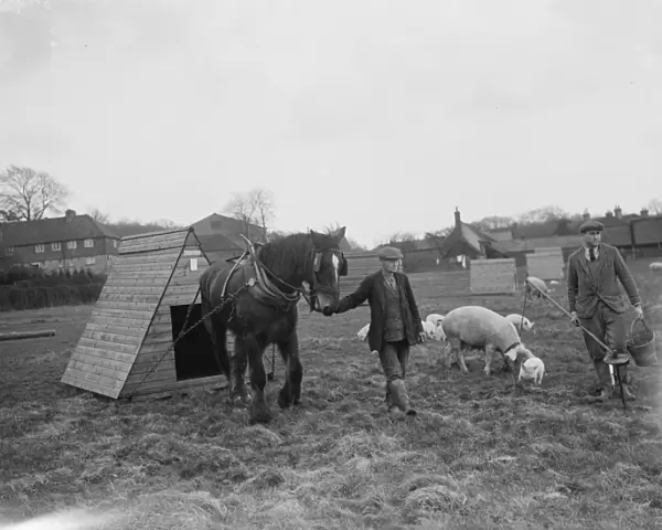 Pigs at Homewoods Farm in Seal, Kent. A farmer uses a workhorse to drag a pigsty