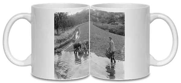 Watercress beds in Horton Kirby. 1935