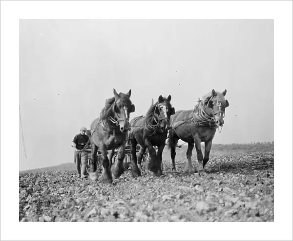Farm workers with their horse drawn Suntyne seed drill in Darenth, Kent. 1938