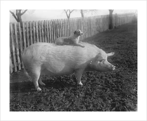 A quaint friendship. Terrier rides on a pig. A terrier and a huge sow, belonging