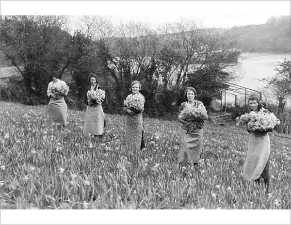 Women picking daffodils, River Fal, Cornwall. Around 1920s