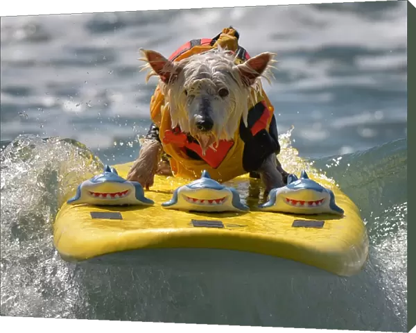 Us-Animal-Surf-Dog