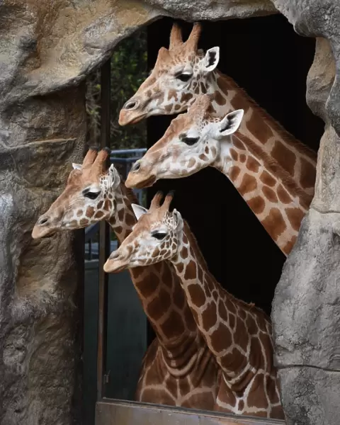 Australia-Animal-Giraffe