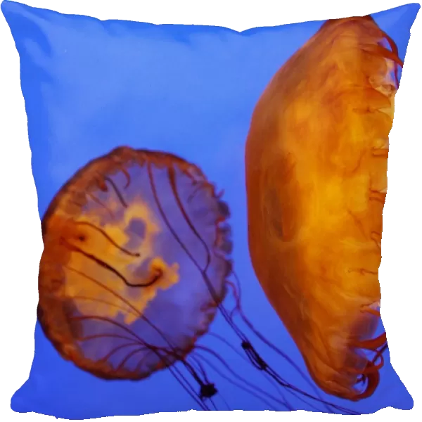Australia-Animals-Jellyfish