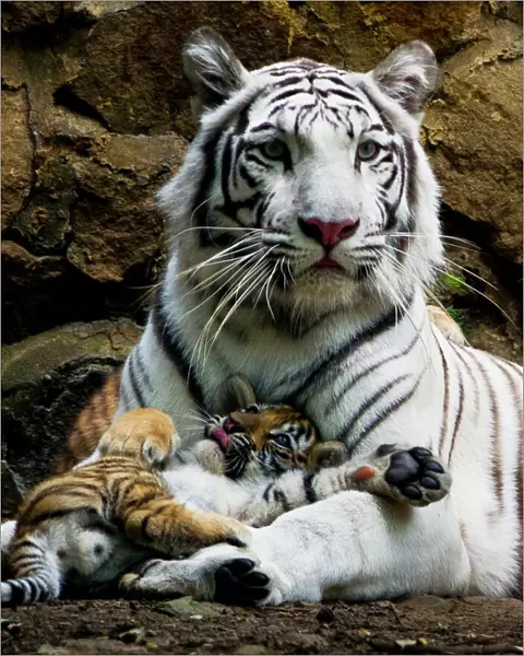 Colombia-Animals-Tigers-Cubs