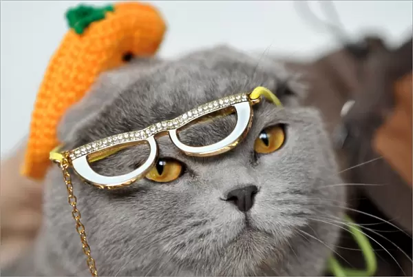 Wearing a hat and glasses a Scottish Fold cat looks on during a cat exhibition in