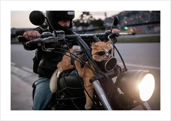 Brazil-Biker-Cat