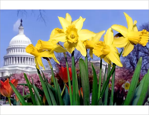 Us-Capitol-Spring Break-Flowers