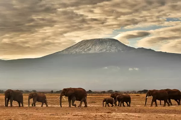 Kenya-Nature-Conservation-Animal-Elephant-Wildlife-Feature